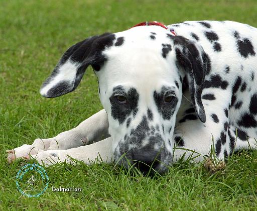 Dalmatian 9W008D-015.JPG